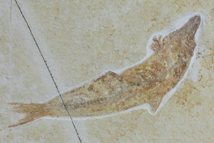Jurassic Fossil Fish (Leptoleptis) - Solnhofen Limestone #112700